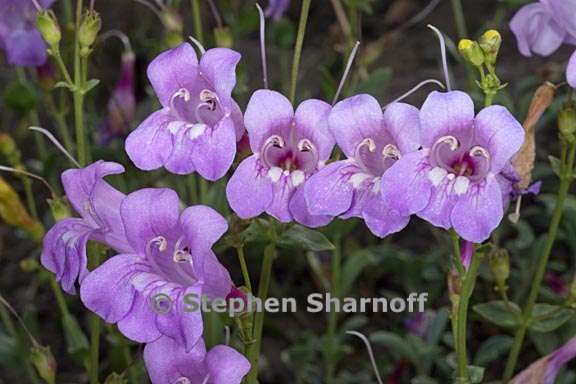 penstemon azureus var azureus 12 graphic